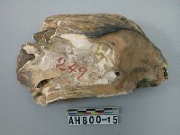 藏品(貝類)的圖片